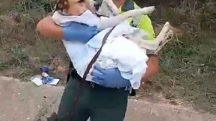 Rescate de la Guardia Civil a un perrito herido tras un accidente en Zamora
