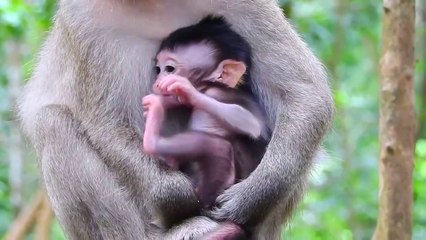 Oh No! Natty Almost Broken Hand cos mom wrong Dragging #Monkey-Animals