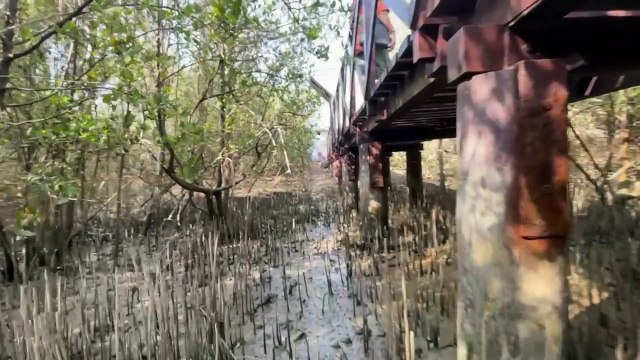 Oman revives CO2-busting mangroves as climate threat looms