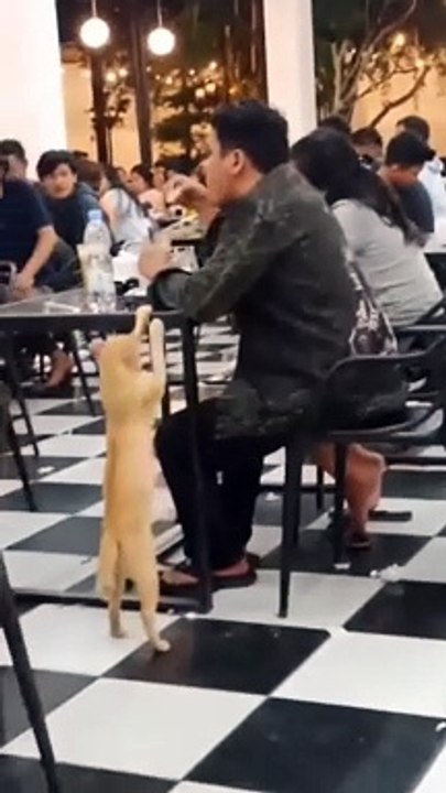 Empathize_with_cats__Funny_compilations_animals_videos