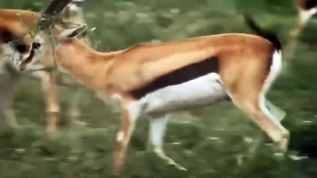 Too Aghast!!! Naive Deer Are Still Searching For Their Mate Without Realizing Imminent Danger Nearby