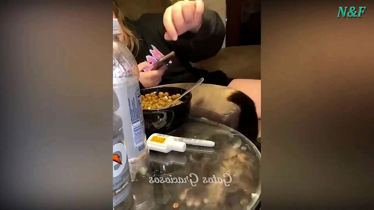 Funniest Cats Videos, The Siliest, Cutest And Funniest Cats 38