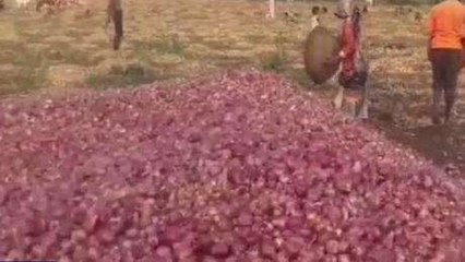 बड़वानी: बेस्वाद हुआ सब्जी का जायका,प्याज के बढ़ते दामों से बिगड़ा बजट