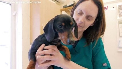 Reason why Dachshund blew up like a balloon leaves vets baffled