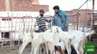Ghar ki chat per ek shaks ne goats,chakor,hens aur kai janwar ek sath paly huy han. #goatfarming