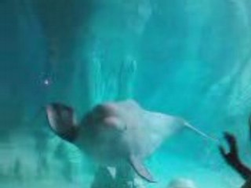 Un mi dauphin - mi baleine ! gitana2nimes en espagne !