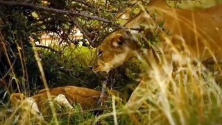 Pathetic Moment - A lion cub is seriously injured after being tortured by a mad buffalo.