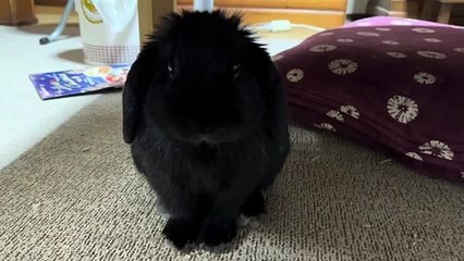 Angel Youngs - Chase Me Take Me