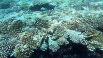 Huracanes ponen en riesgo a los arrecifes de coral, advierte investigador