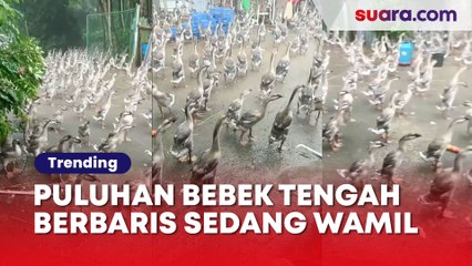 Puluhan Bebek Tengah Berbaris Ini Diduga sedang Wajib Militer: Pangkatnya Apa Nih Komandan?