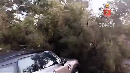 Árvore cai sobre 18 carros na Asa Sul