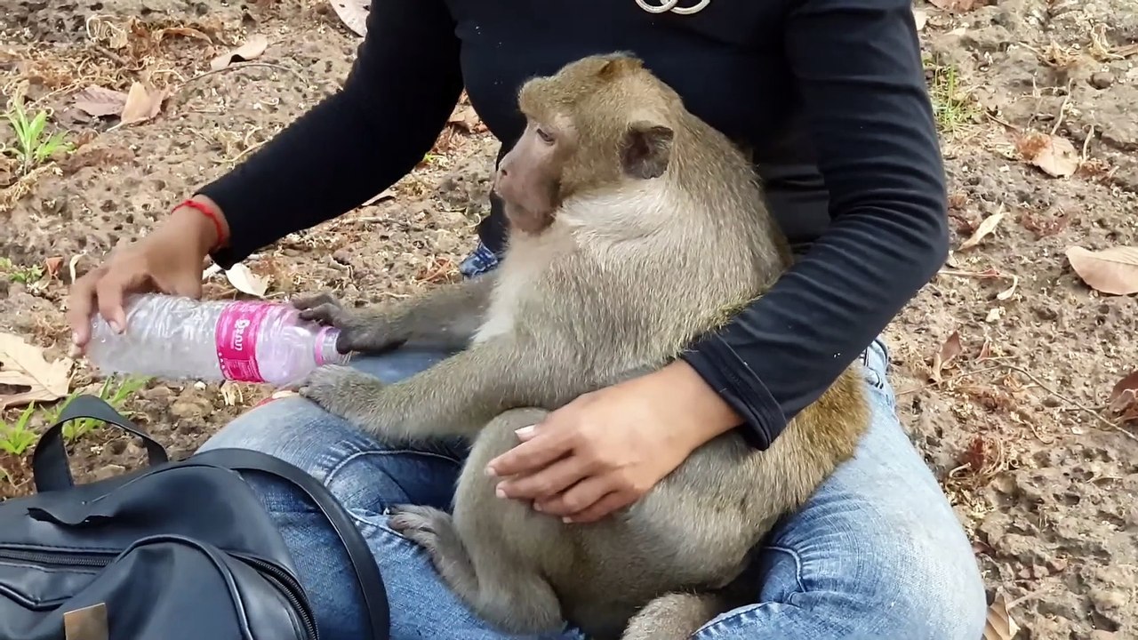 Sweet Pea Monkey Master Eater go to Visit the Girl for Mineral Water