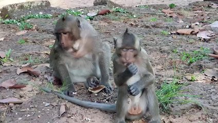 Sweet Pea Monkey Make fast walking for fruit or food