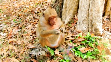 Sweet Pea Monkey afraid still eating on the tree is better then under ground