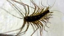 Giant Japanese House Centipede!