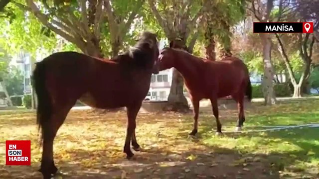 Manisa’nın sembolü olan yılkı atları şehir merkezine kadar indi