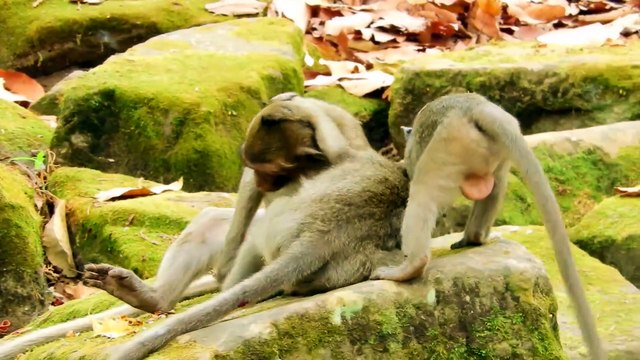 Where could I find some fruit Mommy Baby need help pls