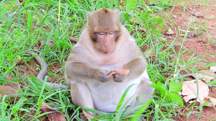 Wow_ Surprise Master Eater Sweet Pear Monkey eating what never stop