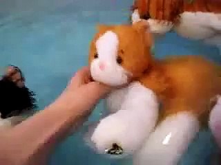 Webkinz Pool Party