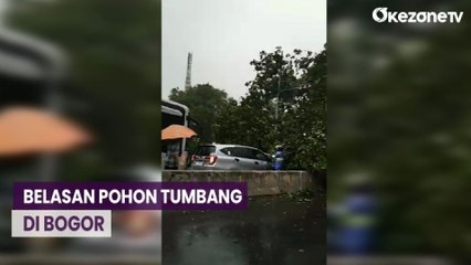 Belasan Pohon Tumbang Saat Hujan Deras dan Angin Kencang Landa Bogor