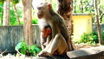 Adorable Baby Saro Always Jumps And Climbs Mother Sarika's Head