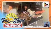 Alamin: Ano ang pet taxidermy at paano ito nakatutulong sa pet owners?