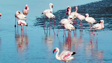 Stunning 4K Nature & Wildlife Videos 🌿