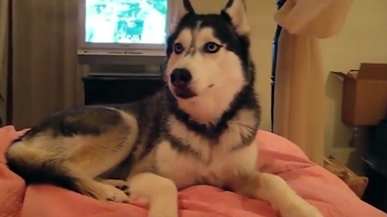 Pets Funny Paradise: Entertaining Videos of Cats and Dogs That Will Make You Smile! 