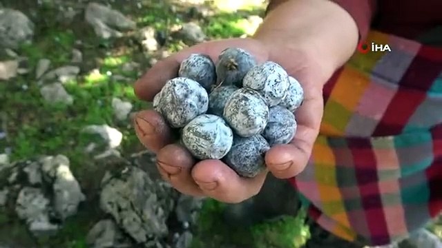 Toros Dağı'ndan Türkiye'ye Şifa: Andız Pekmezi