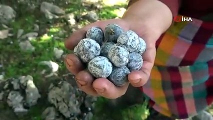 Toros Dağı zirvesinden Türkiye'ye yayılan şifa: Andız pekmezi