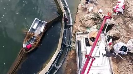 Adıyaman'ın Çelikhan ilçesindeki Çat Barajı'ndan Türk Somonu ihraç ediliyor