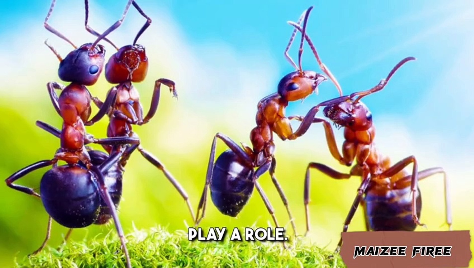 ⁣How Sugar Ant Communicate I Sugar Ant