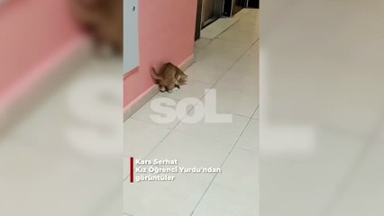 KYK yurtları: Kars'taki yurdun koridorlarında kediler farelerle oynuyor
