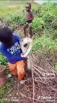 Fearless African Kid Picks Up Two Python Snakes From The Ground