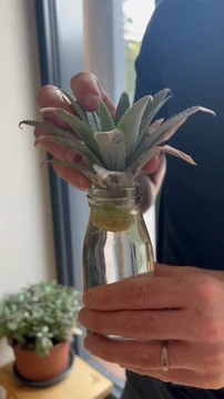 Au bout de 10 jours, ma couronne d’ananas a enfin des racines ! ‍
