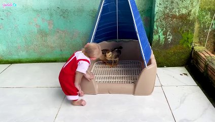 LaLa obediently acts as a nanny for the chicks