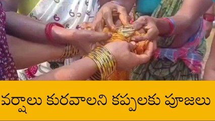 అల్లూరి జిల్లా: వరుణుడి కరుణ కోసం కప్పలకు పూజలు