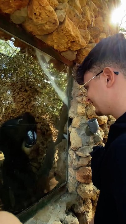 Smart Baboon Knows How To Instruct The Guests