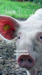 « Ils l’ont massacré » : Alexandre, 10 ans, attaqué par des cochons en Corse