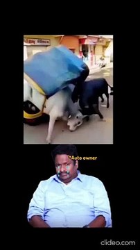 Funny fight of bulls | Bulls created space for fighting | Funny Shorts