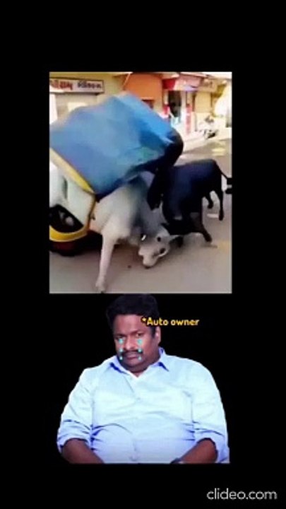 Funny fight of bulls | Bulls created space for fighting | Funny Shorts