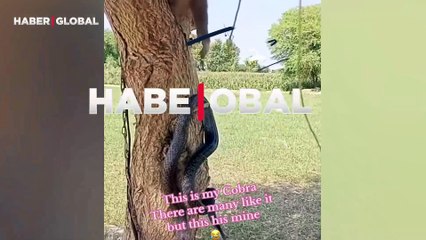Kobrayı oyuncağa çeviren maymunun hareketi viral oldu
