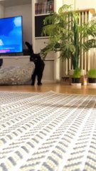 Cat Drags Bed To Better Corner