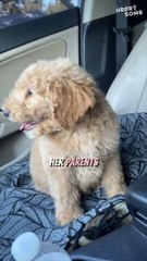 A Birthday to Cherish: The Daughter's Emotional Puppy Surprise || Heartsome 