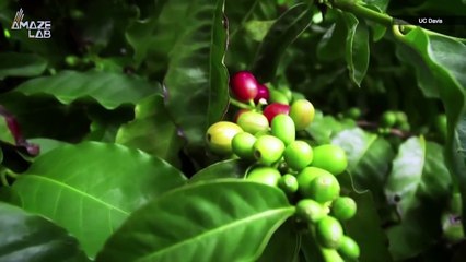 Could Traditional Coffee Beans Be Replaced By the Lab Grown Stuff?