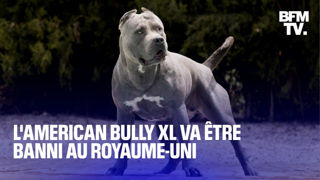 L’American Bully XL va être banni au Royaume-Uni après plusieurs attaques mortelles dans le pays