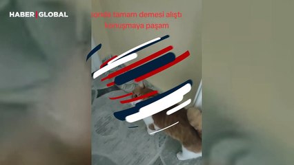 Dışarı çıkmasına izin vermesi için sahibine, 'tamam' diyen kedi kahkahaya boğdu