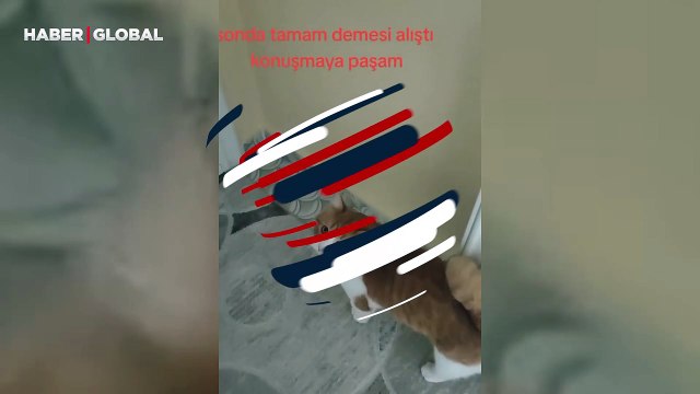 Dışarı çıkmasına izin vermesi için sahibine, 'tamam' diyen kedi kahkahaya boğdu