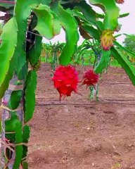 'ति' एकटी पण तिनं जगाला दाखवून दिलं, भन्नाट व्यवसायानं करून दाखवलं