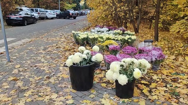 Wszystkich Świętych 2023 na cmentarzu w Michelinie we Włocławku